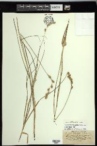 Carex silicea image