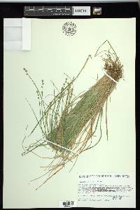 Carex seorsa image