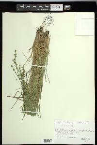 Carex seorsa image