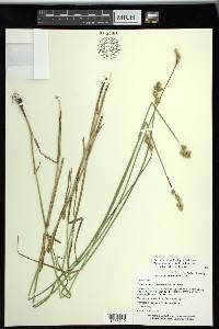 Carex shinnersii image