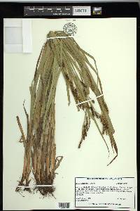 Carex shortiana image