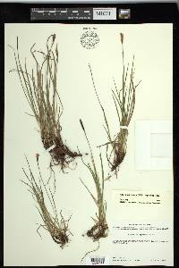 Carex scirpoidea image