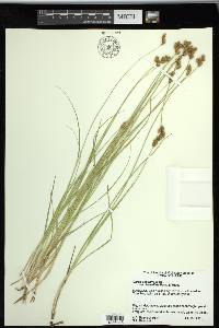 Carex waponahkikensis image