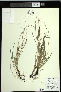 Carex scirpoidea subsp. stenochlaena image