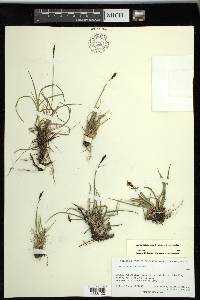 Carex scirpoidea subsp. scirpoidea image