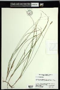 Carex siccata image