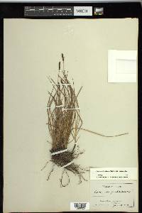 Carex scirpoidea image