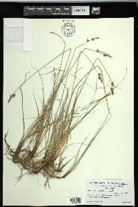 Carex serratodens image