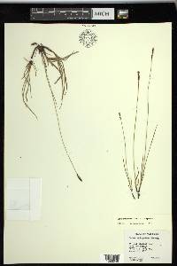 Carex scirpoidea subsp. scirpoidea image