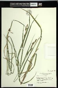 Carex shortiana image