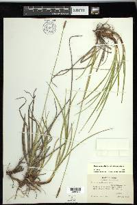 Carex scirpoidea subsp. scirpoidea image