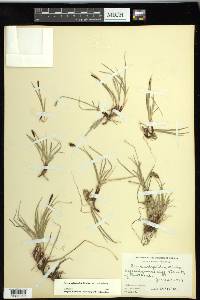 Carex scirpoidea image