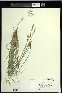 Carex seorsa image