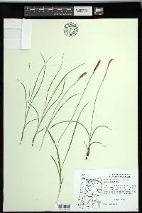 Carex scirpoidea subsp. stenochlaena image