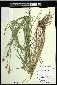 Carex shinnersii image