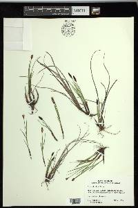 Carex scirpoidea image