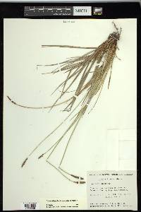 Carex scirpoidea image