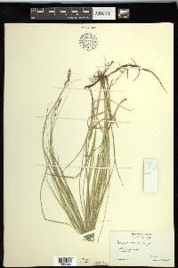 Carex siccata image