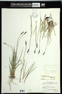 Carex scirpoidea subsp. stenochlaena image