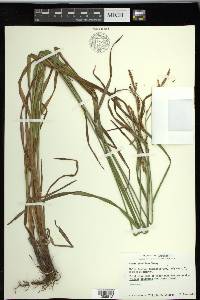 Carex shortiana image