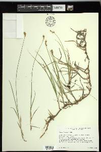 Carex siccata image