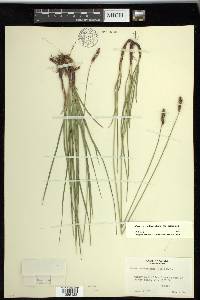 Carex scirpoidea image