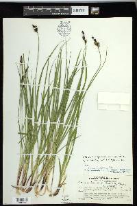 Carex scopulorum var. bracteosa image