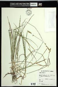 Carex siccata image