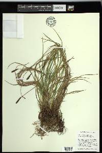 Carex scirpoidea image