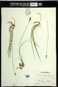 Carex scopulorum image