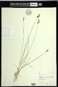 Carex siccata image