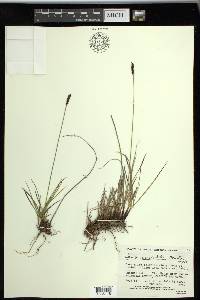 Carex scirpoidea subsp. scirpoidea image