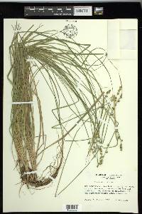 Carex seorsa image