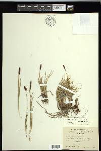 Carex scirpoidea image