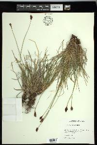 Carex scirpoidea image