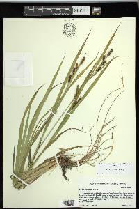 Carex shortiana image