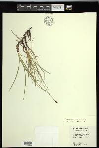 Carex scirpoidea subsp. scirpoidea image