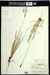 Carex scirpoidea image