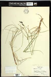 Carex scopulorum var. bracteosa image