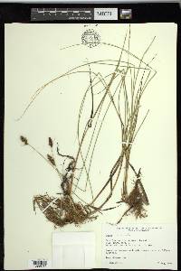 Carex simulata image