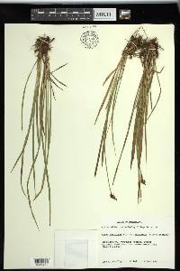 Carex scopulorum image