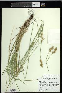 Carex shinnersii image