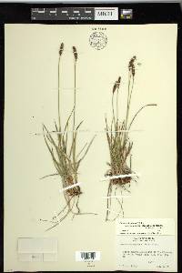 Carex scirpoidea subsp. stenochlaena image