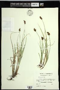 Carex simulata image