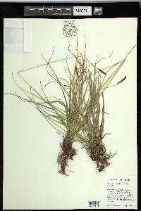 Carex scirpoidea subsp. scirpoidea image