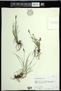 Carex scirpoidea subsp. scirpoidea image