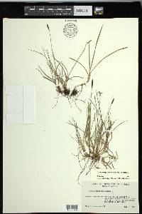 Carex scirpoidea image