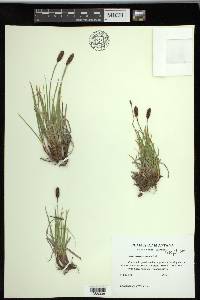 Carex scirpoidea subsp. pseudoscirpoidea image