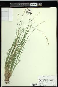 Carex seorsa image