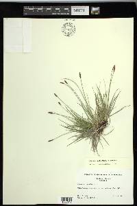 Carex scirpoidea subsp. scirpoidea image